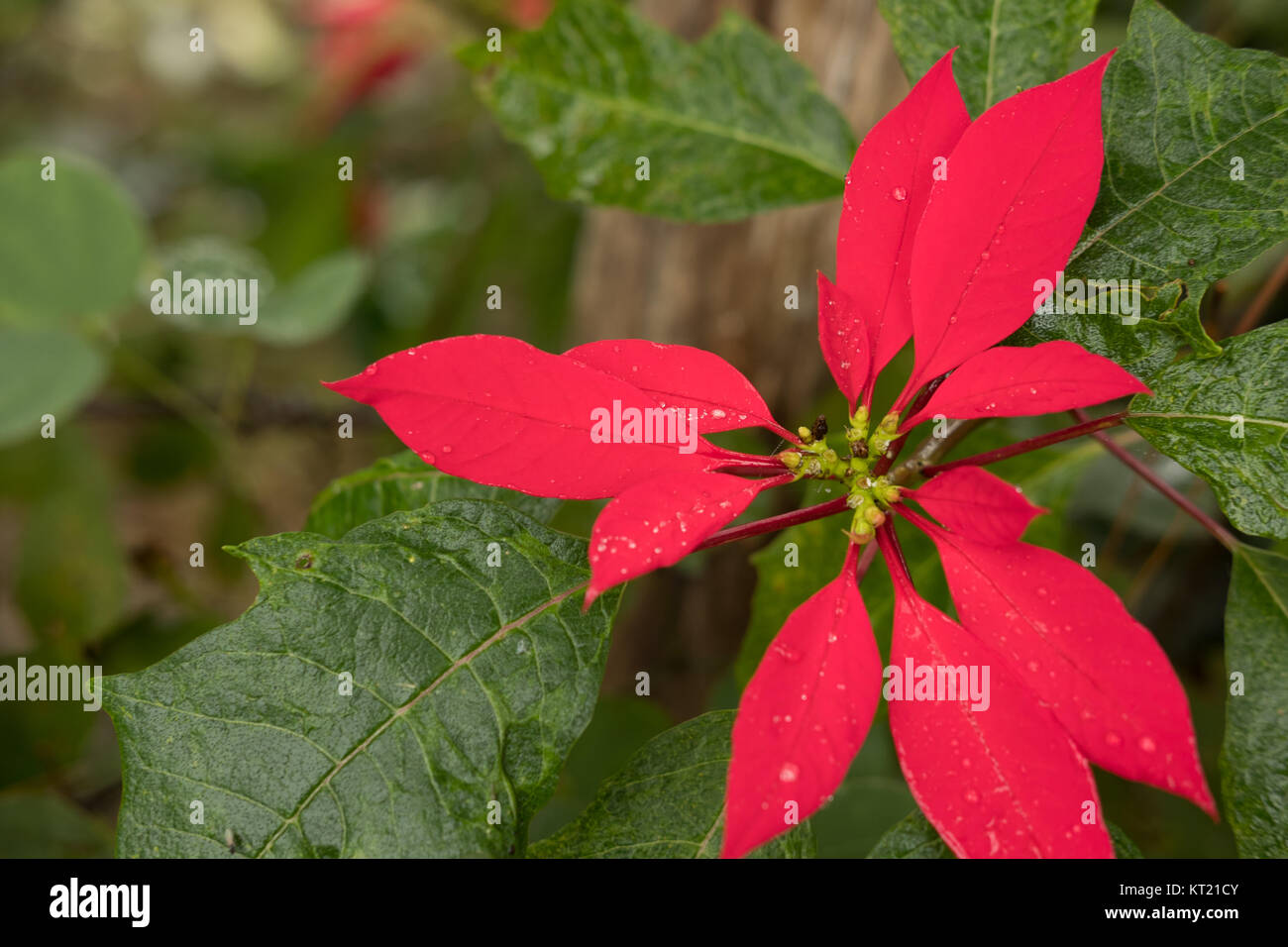 Christmas Flower Red Blooming Poinsettia Symbol Of Xmas Holiday In 
