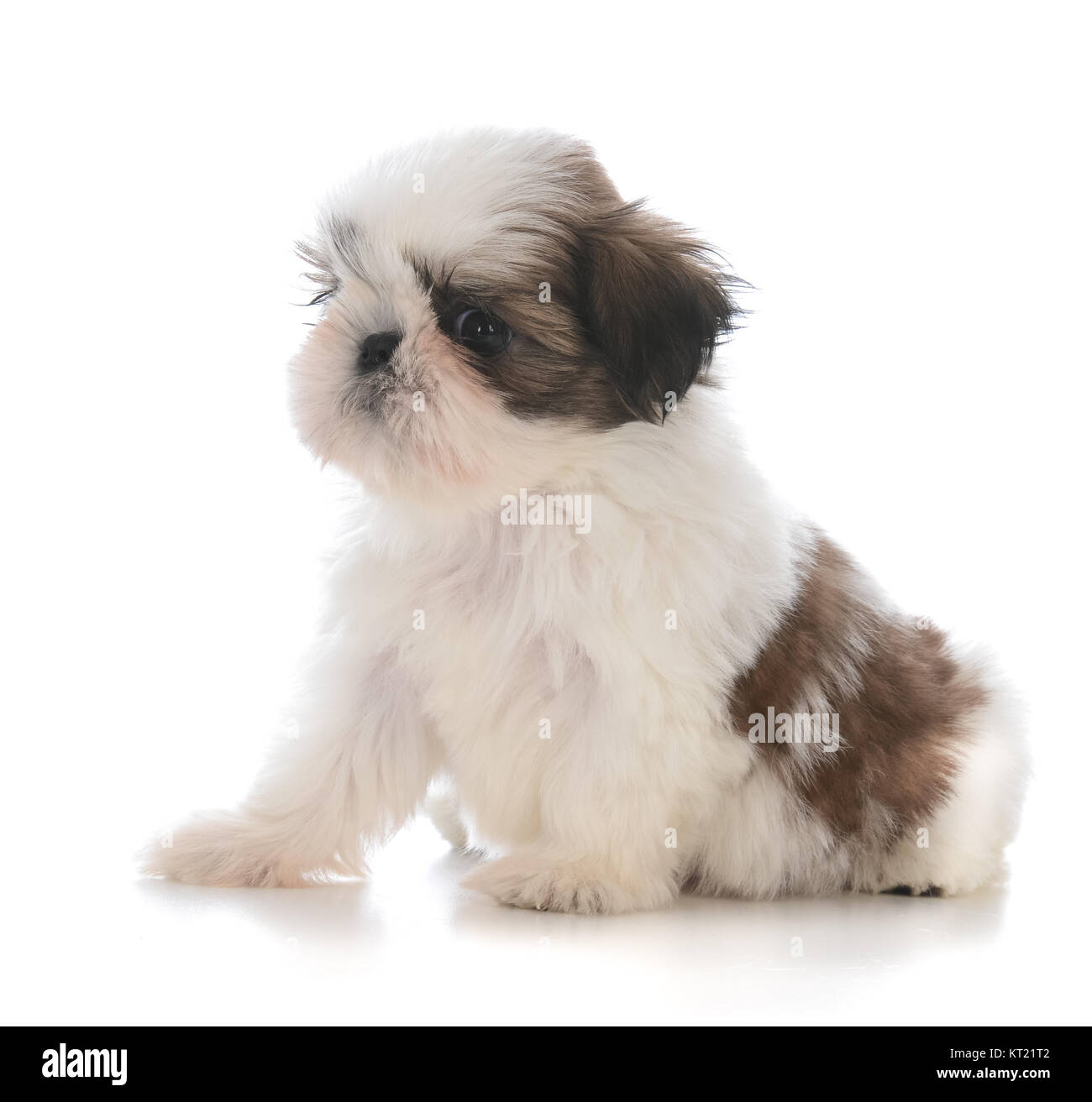 Cute Shih Tzu Puppy Sitting Isolated On White Background Stock