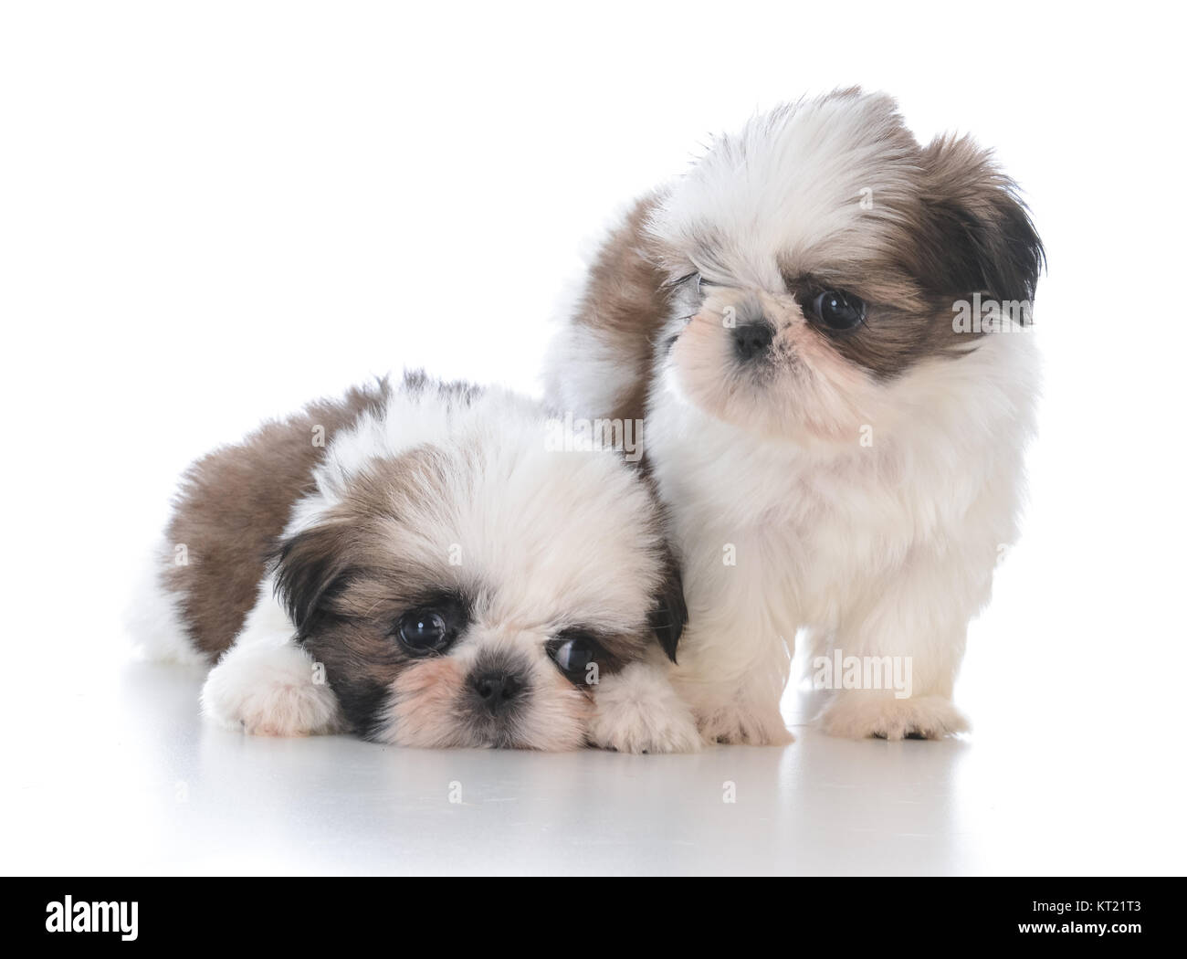 Why Do Shih Tzus Smell Bad