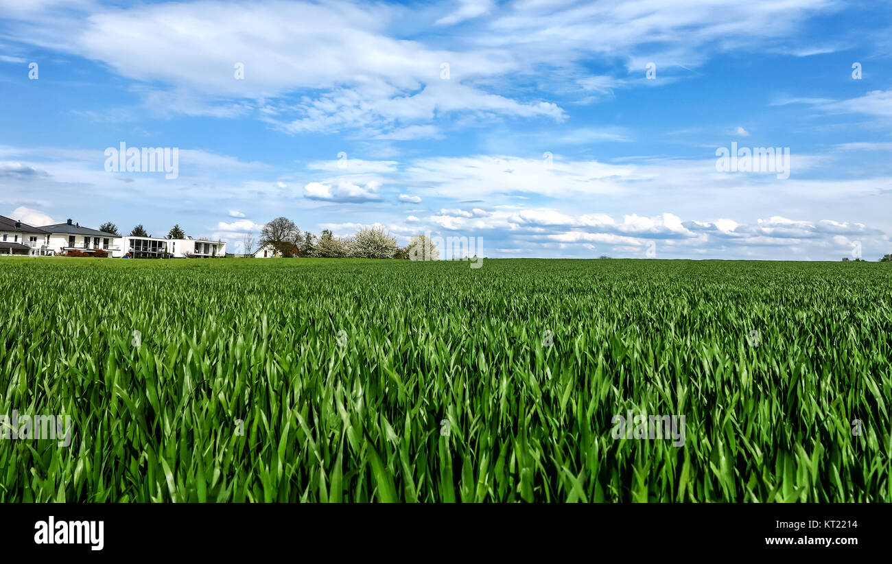 landscape with corn field in spring Stock Photo - Alamy