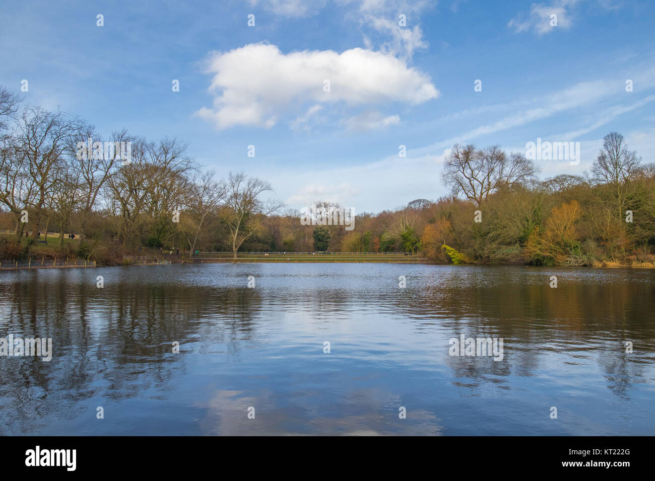 The lake in a park surrounded by trees Stock Photo - Alamy