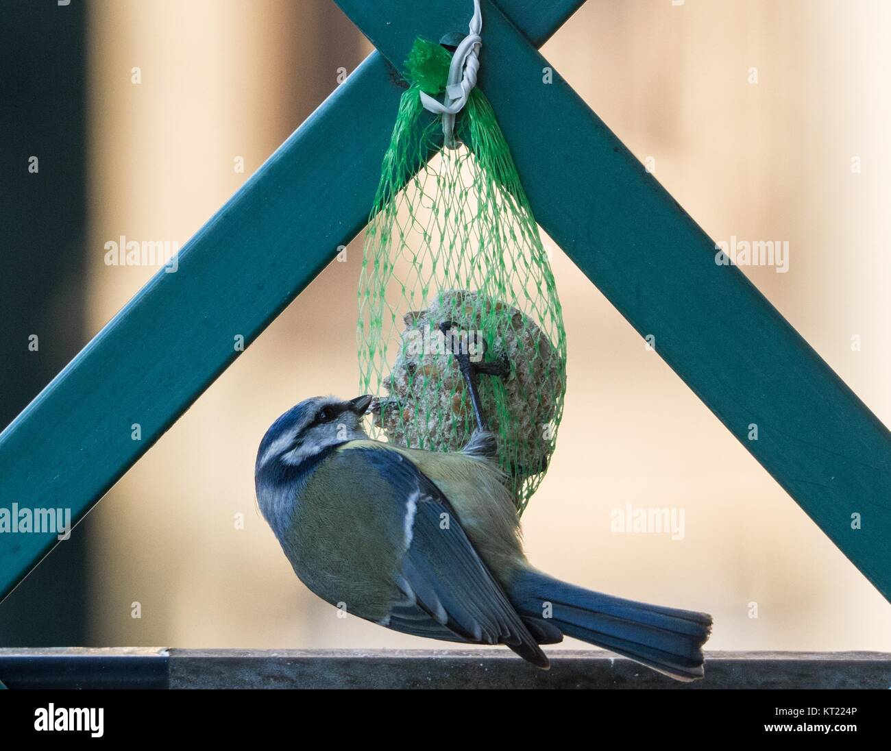 View of winter diet for hungry birds Stock Photo - Alamy