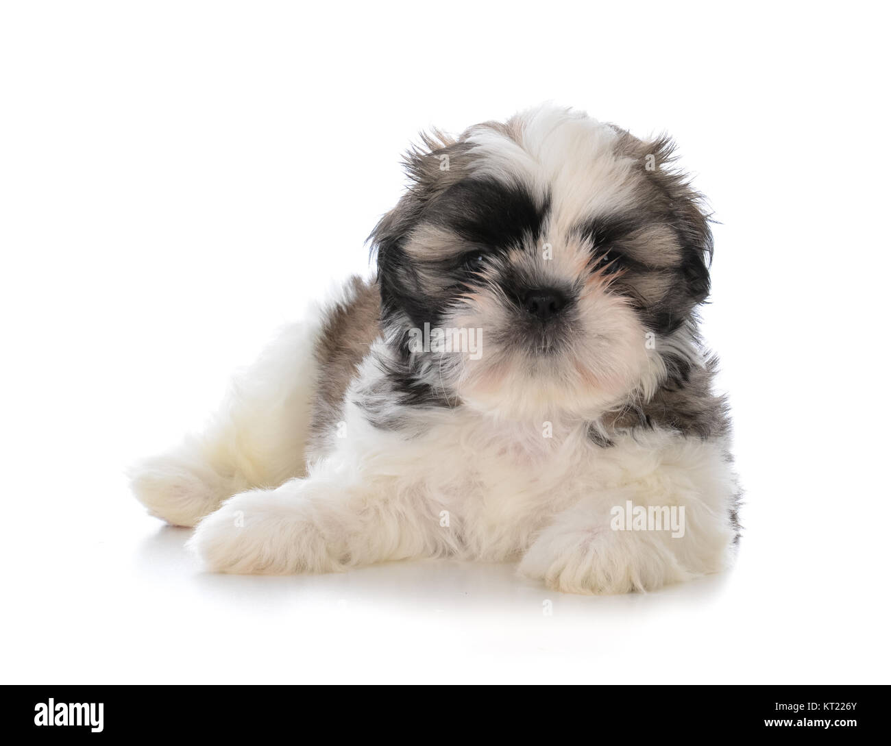 cute male shih tzu puppy laying down on white background Stock Photo ...