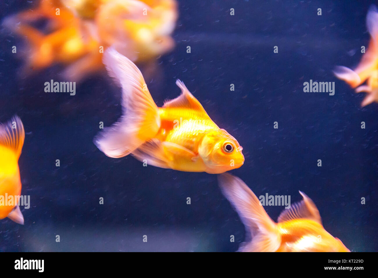 Orange parrot fish swimming in aquarium Stock Photo