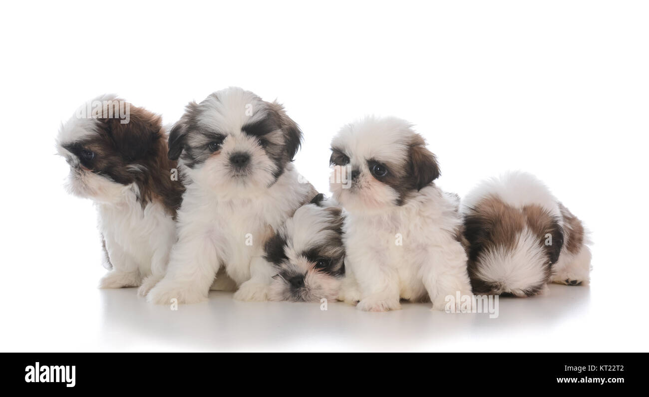 Litter Of Five Shih Tzu Puppies On White Background Stock Photo