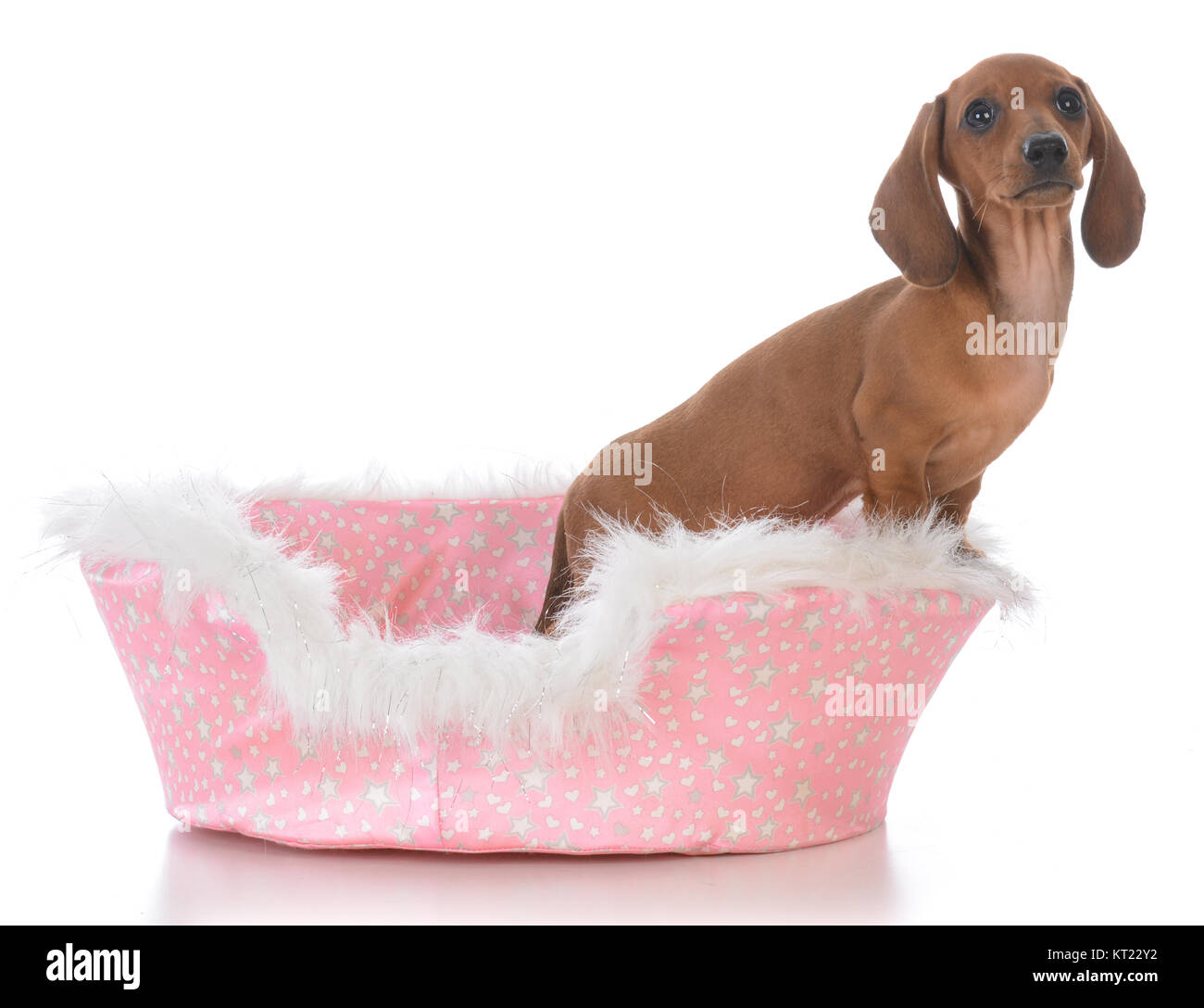 Female 2024 dog beds