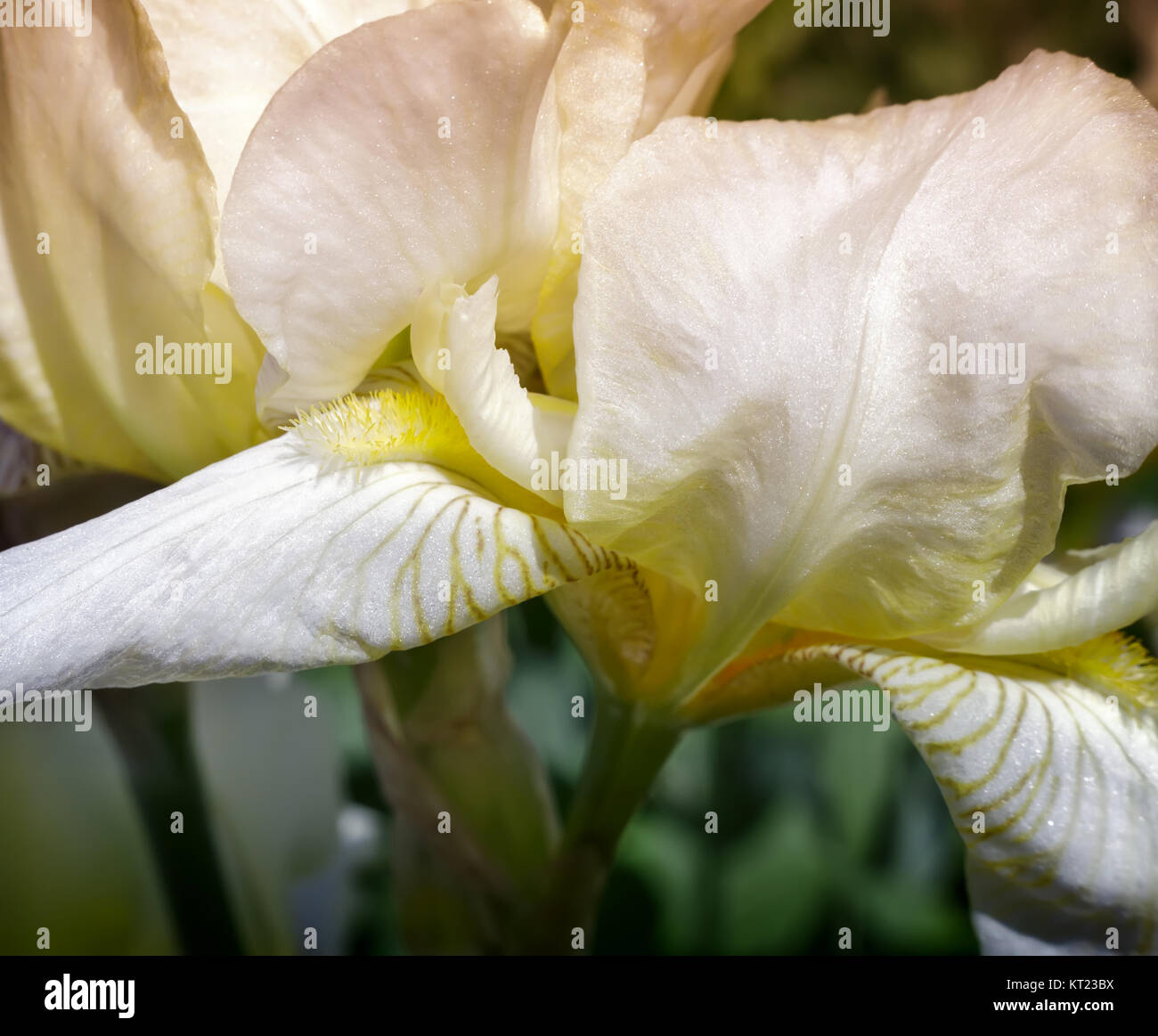 Blooming in the garden, pale yellow irises. Stock Photo