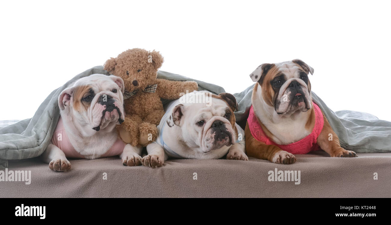 three dogs under the covers having a pajama party Stock Photo Alamy