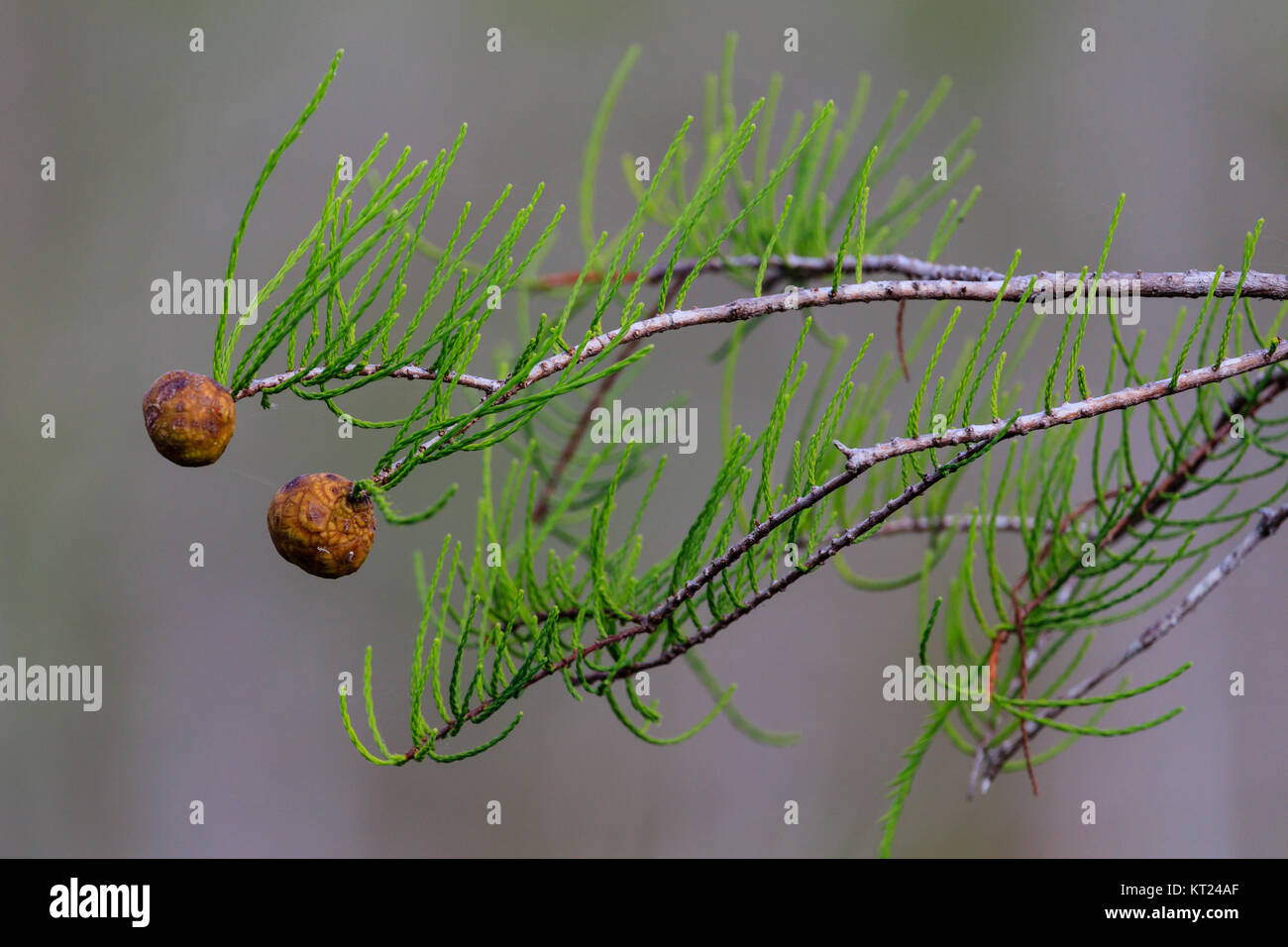 Close up of a branch from a Dwarf Cypress trees growing in a swamp at Everglades National Park, Florida, November 2017 Stock Photo