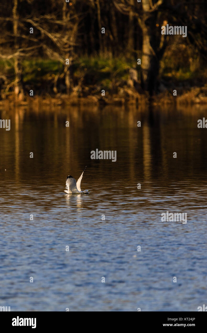 The moment a Seagull lands in water making a small splash in Lake Sherry, Oxley Nature Center, Tulsa Oklahoma, December 2017 Stock Photo