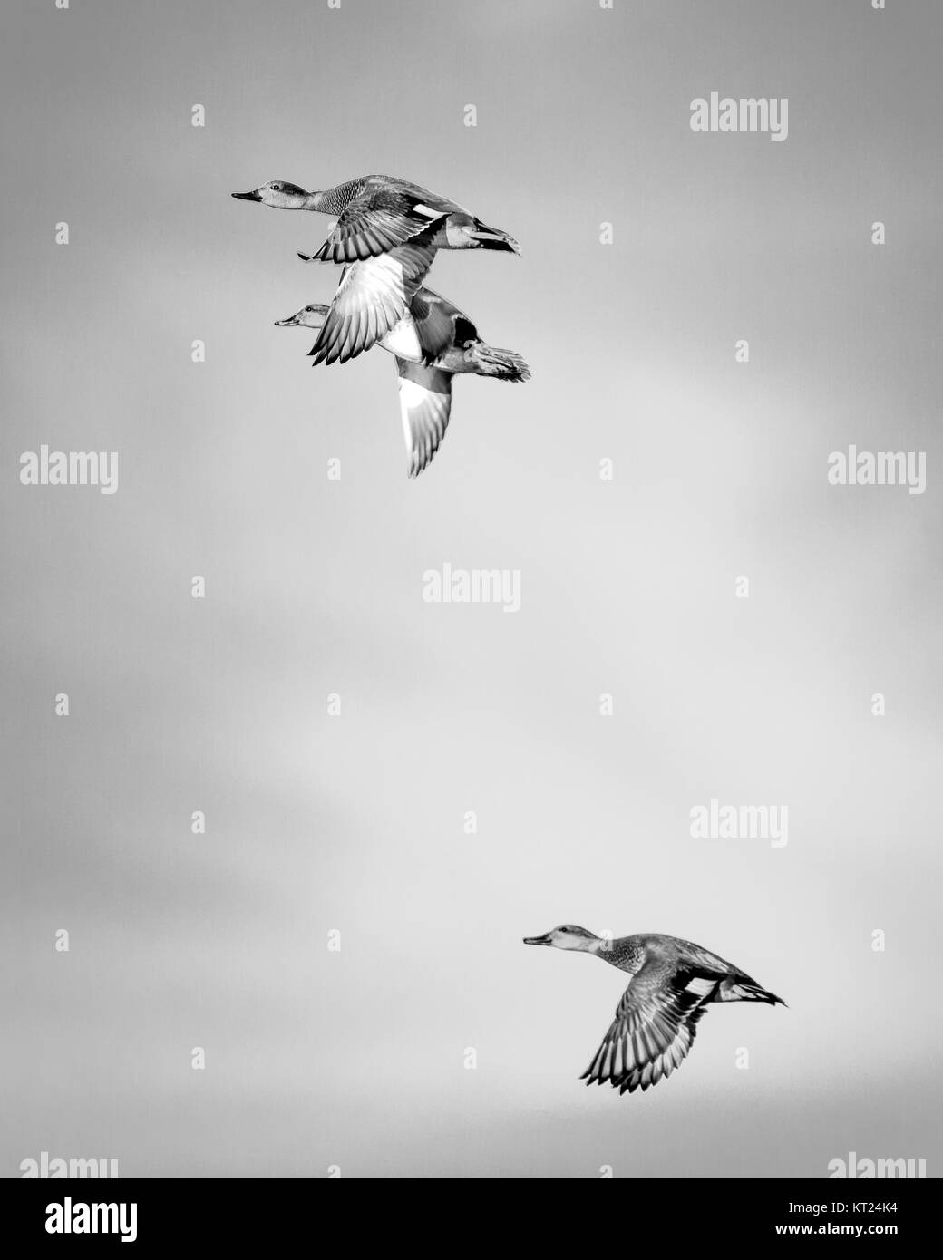 A female and male Mallard Duck flies over Sherry Lake with another male, drake, taging along at the Oxley Nature Center in Tulsa, Oklahoma, December 2 Stock Photo