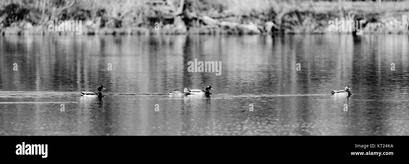 A female and three male, drake, Mallard Ducks swim in Sherry Lake, drake, taging along at the Oxley Nature Center in Tulsa, Oklahoma, December 2017 Stock Photo