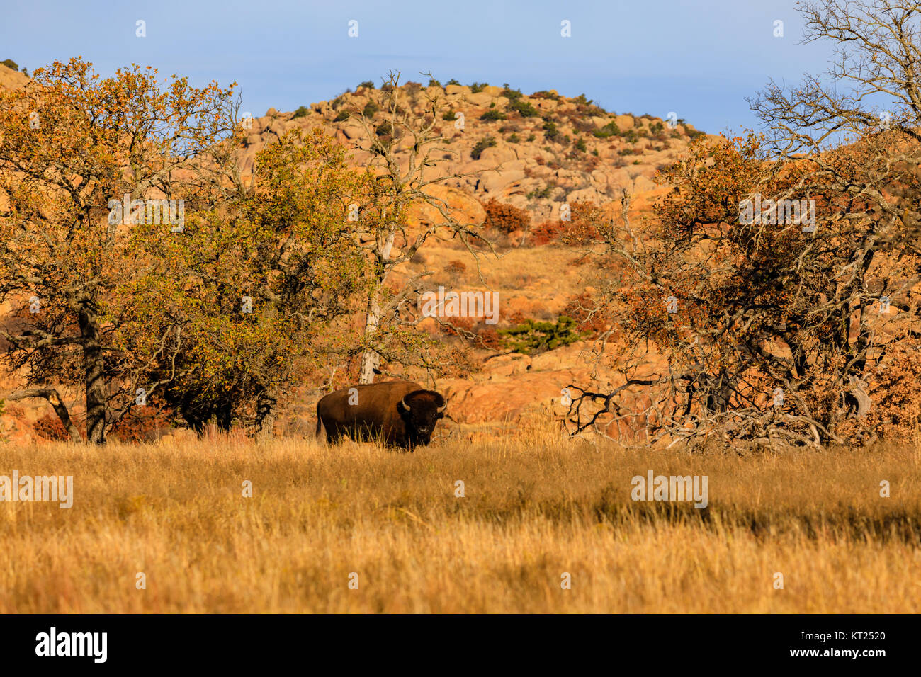 Bison roam wild withing the Wichita Mountains National Wildlife Refuge, November 2017 Stock Photo