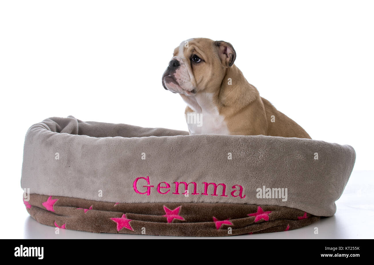 bulldog puppy sitting in a dog bed on white background Stock Photo Alamy