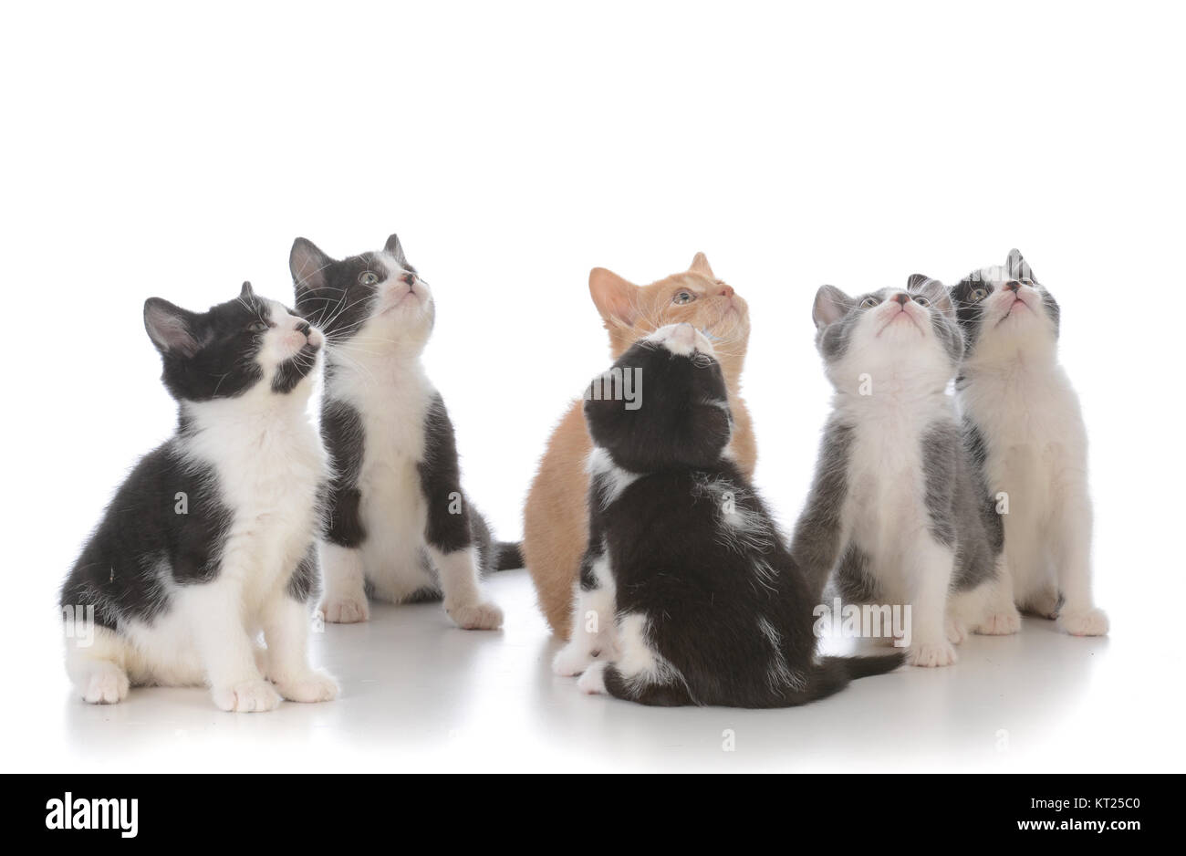 litter of young kittens looking up isolated on white background Stock Photo Alamy