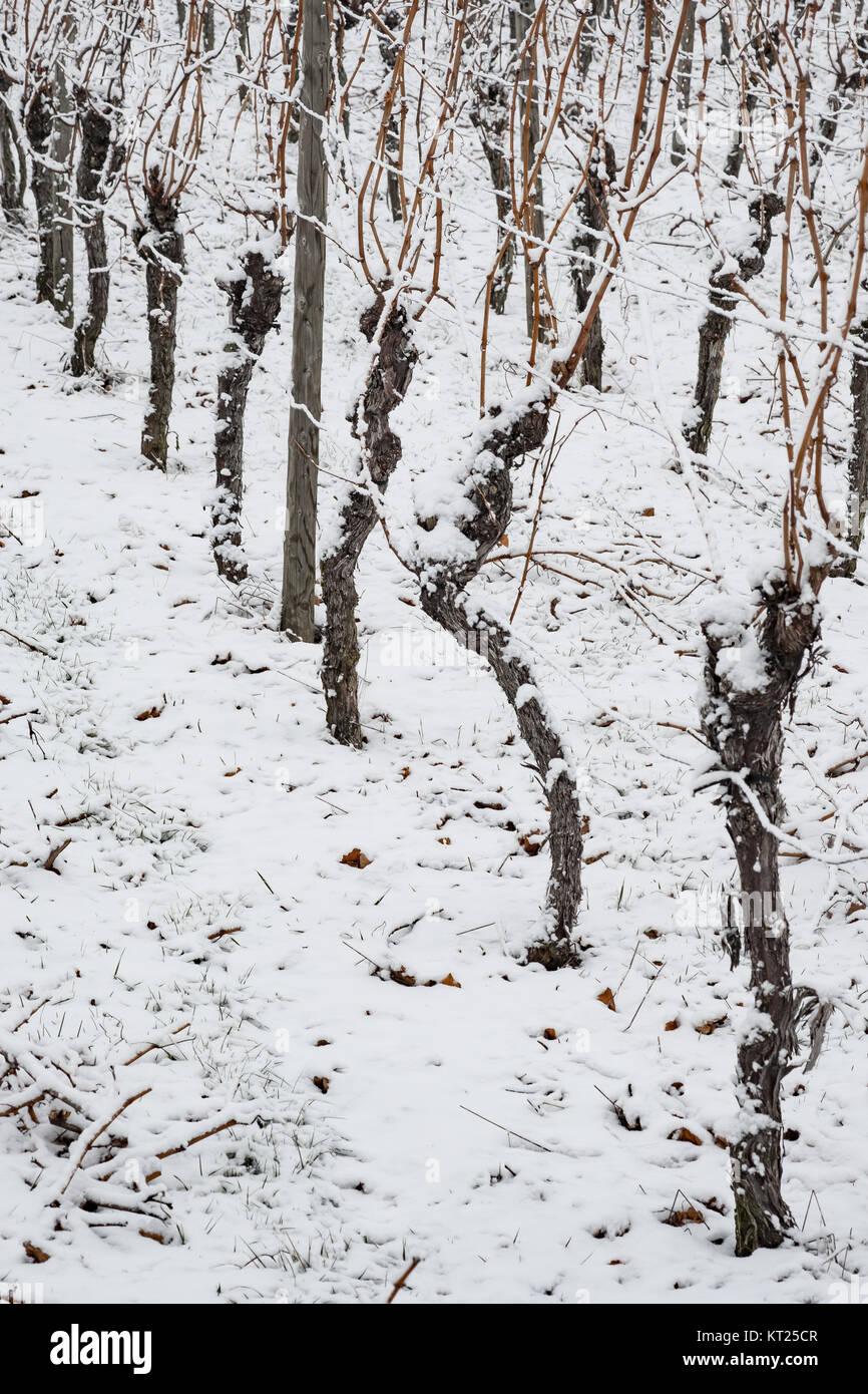 Reben im Weinberg mit Schnee im Winter als Hochformat Stock Photo - Alamy