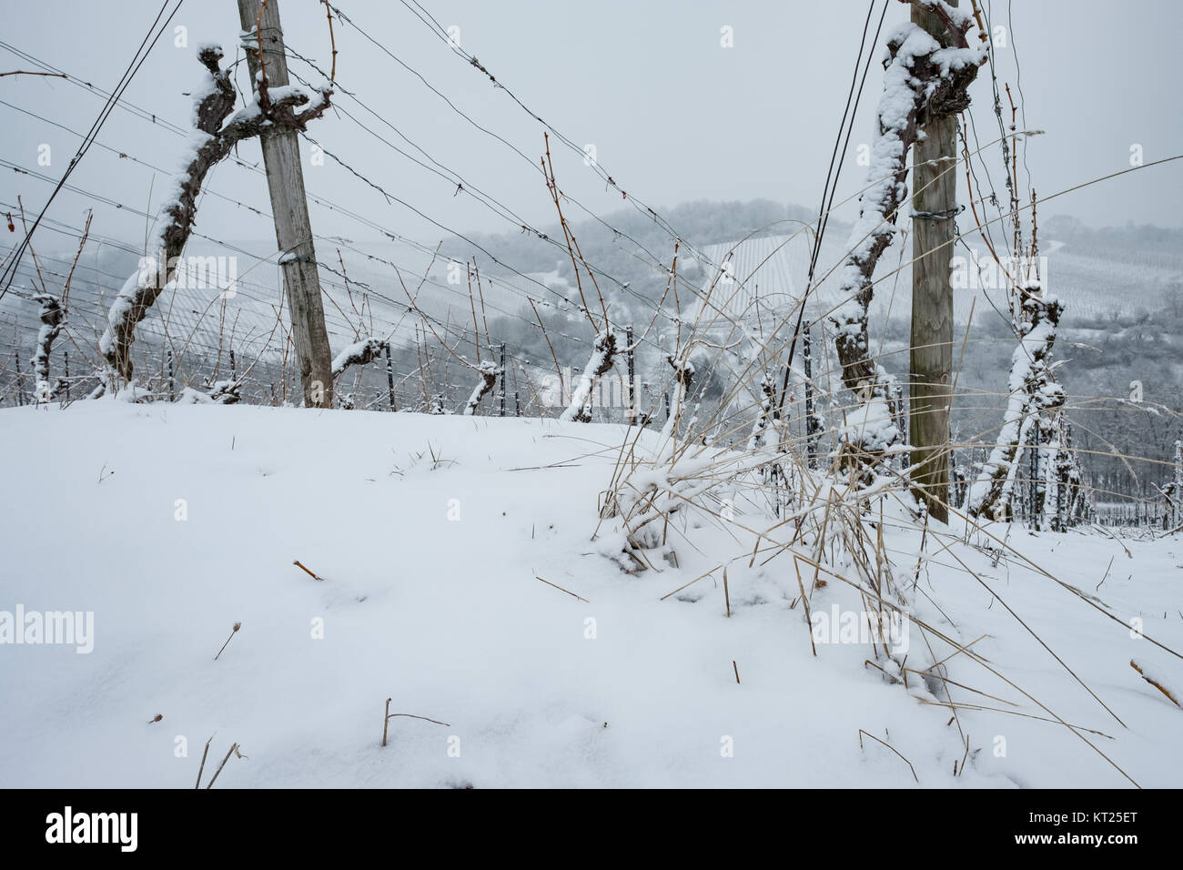 Gras und Schnee mit Reben im Weinberg im Winter Stock Photo - Alamy