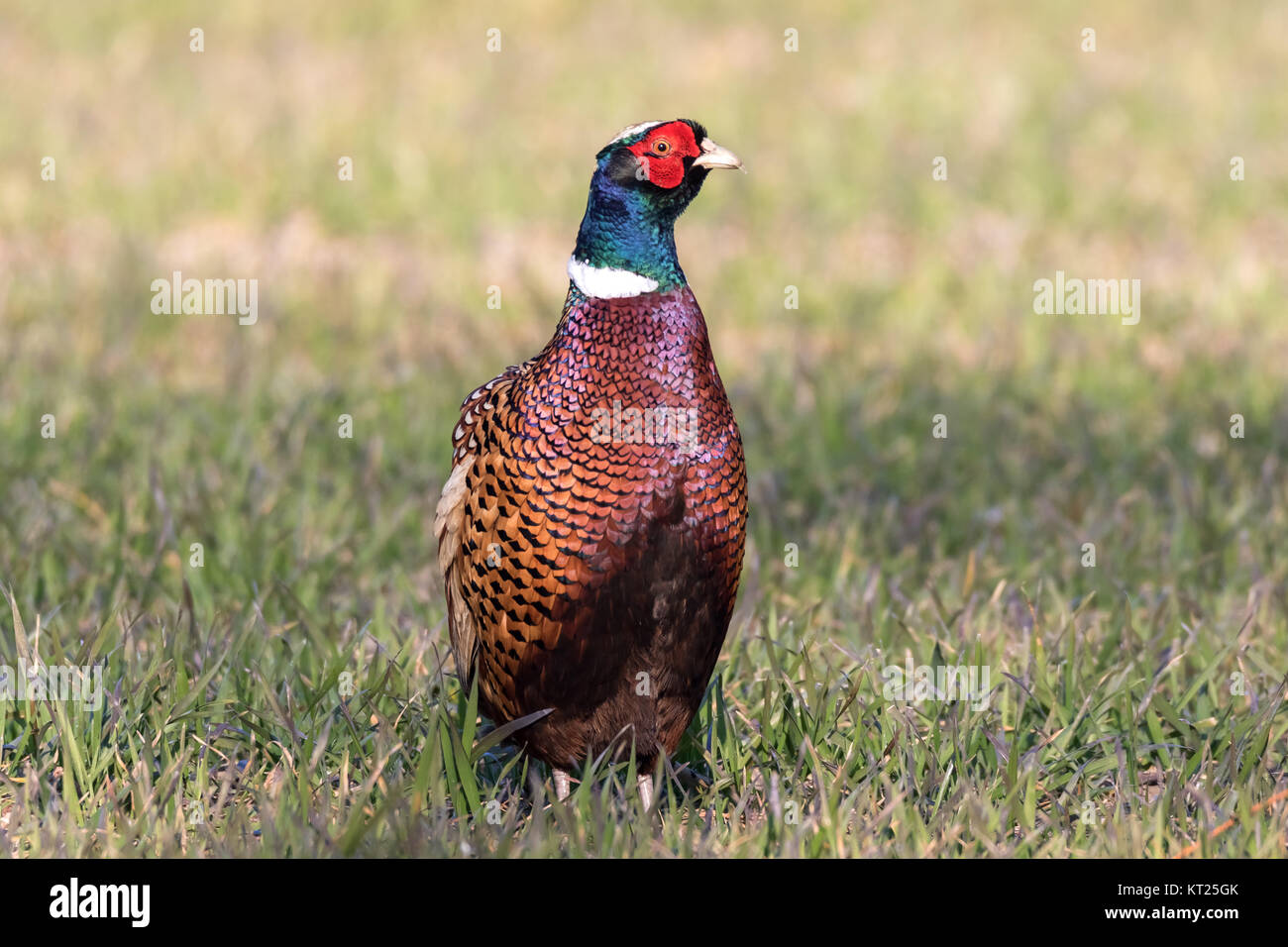 Pheasant in a field Stock Photo Alamy