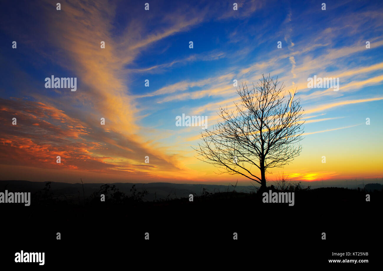Tree on meadow at sunset with sun .Nature landscape background Stock ...