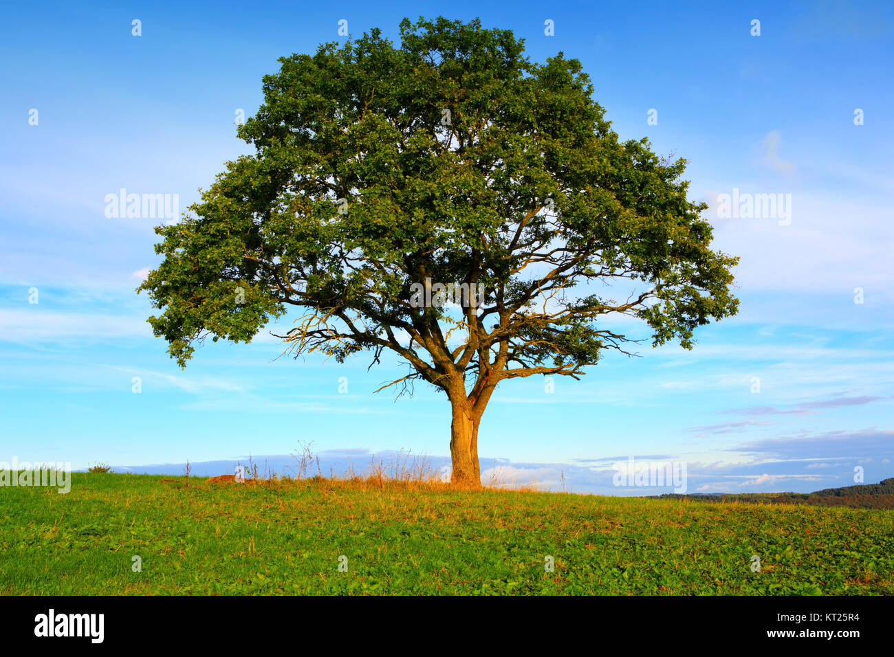 Tree on green field, isolated on blue sky background Stock Photo - Alamy