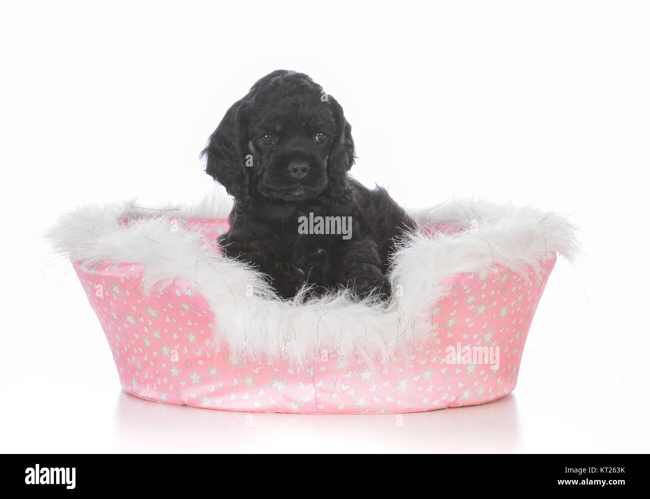 adorable cocker spaniel puppy in a dog bed Stock Photo Alamy