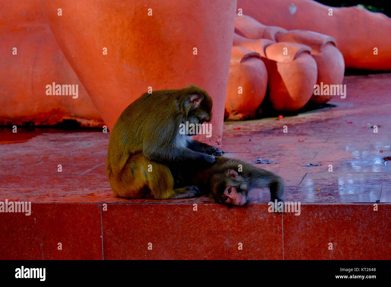 The tallest god Hanuman statue in the world by Jakhoo temple on the