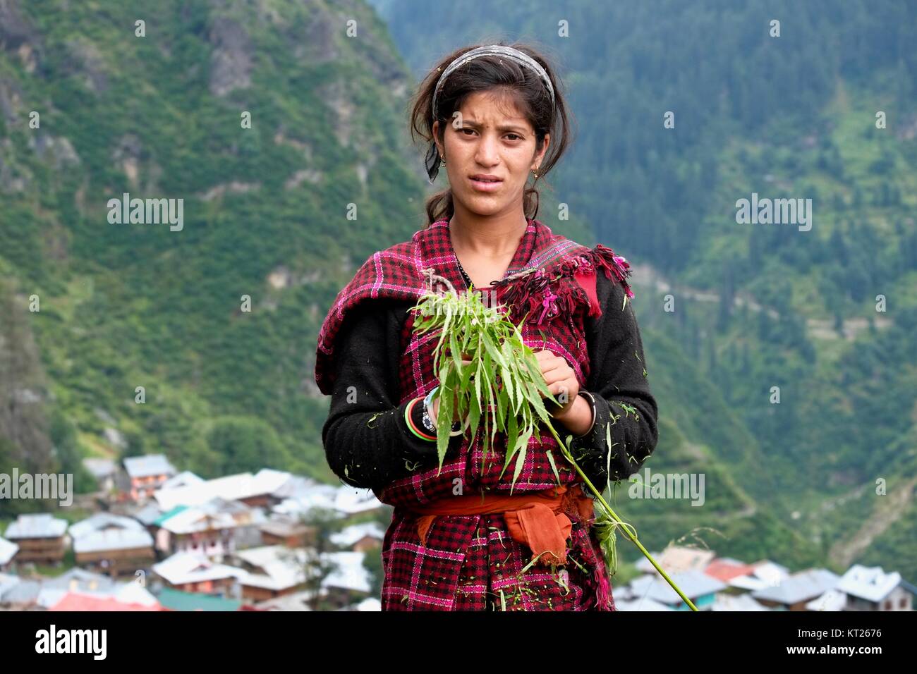Making of charas in isolated Himalayan village of Malana. Supposedly best charas in the world. Inhabitants claim their ancestors came with Alexander Stock Photo