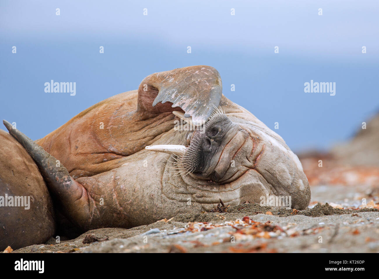 Male walrus (Odobenus rosmarus) resting on beach and scratching head with fore flipper, Svalbard / Spitsbergen, Norway Stock Photo