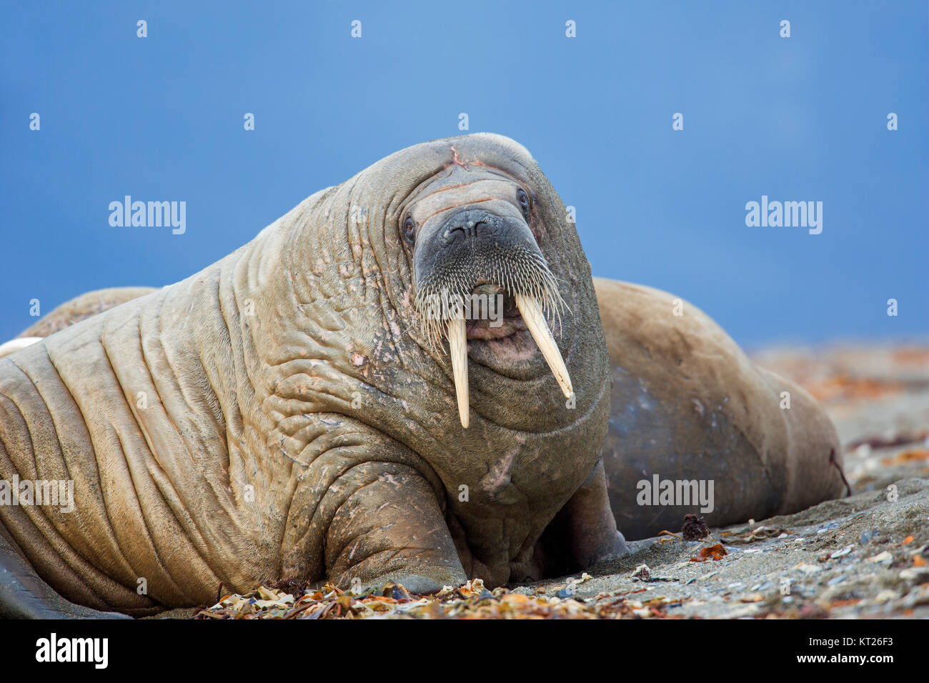 Male walrus (Odobenus rosmarus) resting on beach, Svalbard / Spitsbergen, Norway Stock Photo