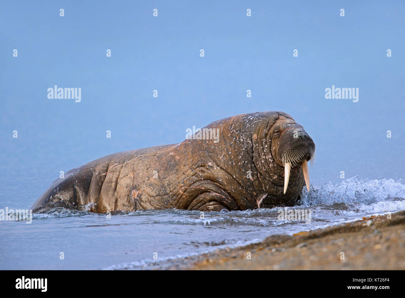 Male walrus (Odobenus rosmarus) hauling out on beach, Svalbard / Spitsbergen, Norway Stock Photo