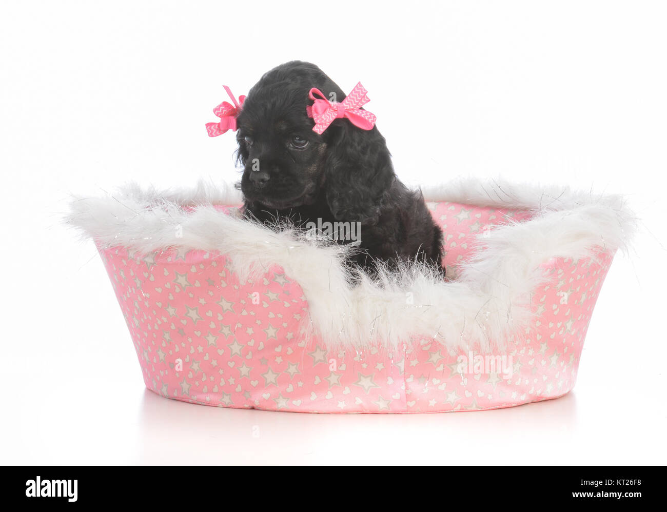 Dog bed Cut Out Stock Images & Pictures Alamy