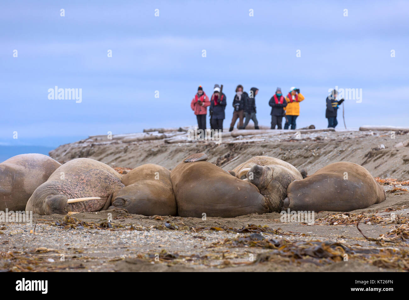 Eco-tourists watching group of male walruses (Odobenus rosmarus) resting on beach at Phippsøya in Sjuøyane, Nordaustlandet, Svalbard, Norway Stock Photo