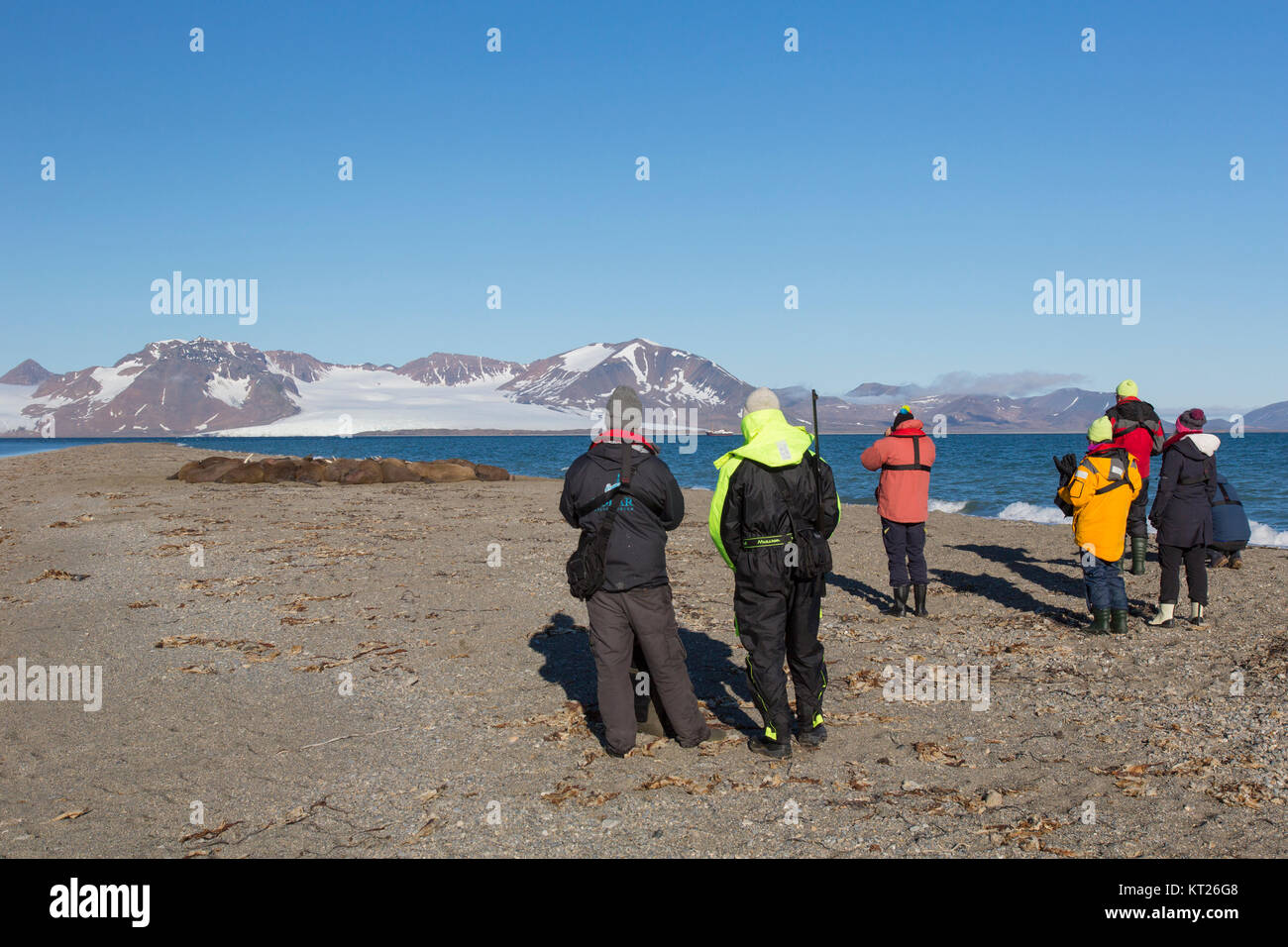 Eco-tourists watching group of male walruses (Odobenus rosmarus) resting on beach at Phippsøya in Sjuøyane, Nordaustlandet, Svalbard, Norway Stock Photo