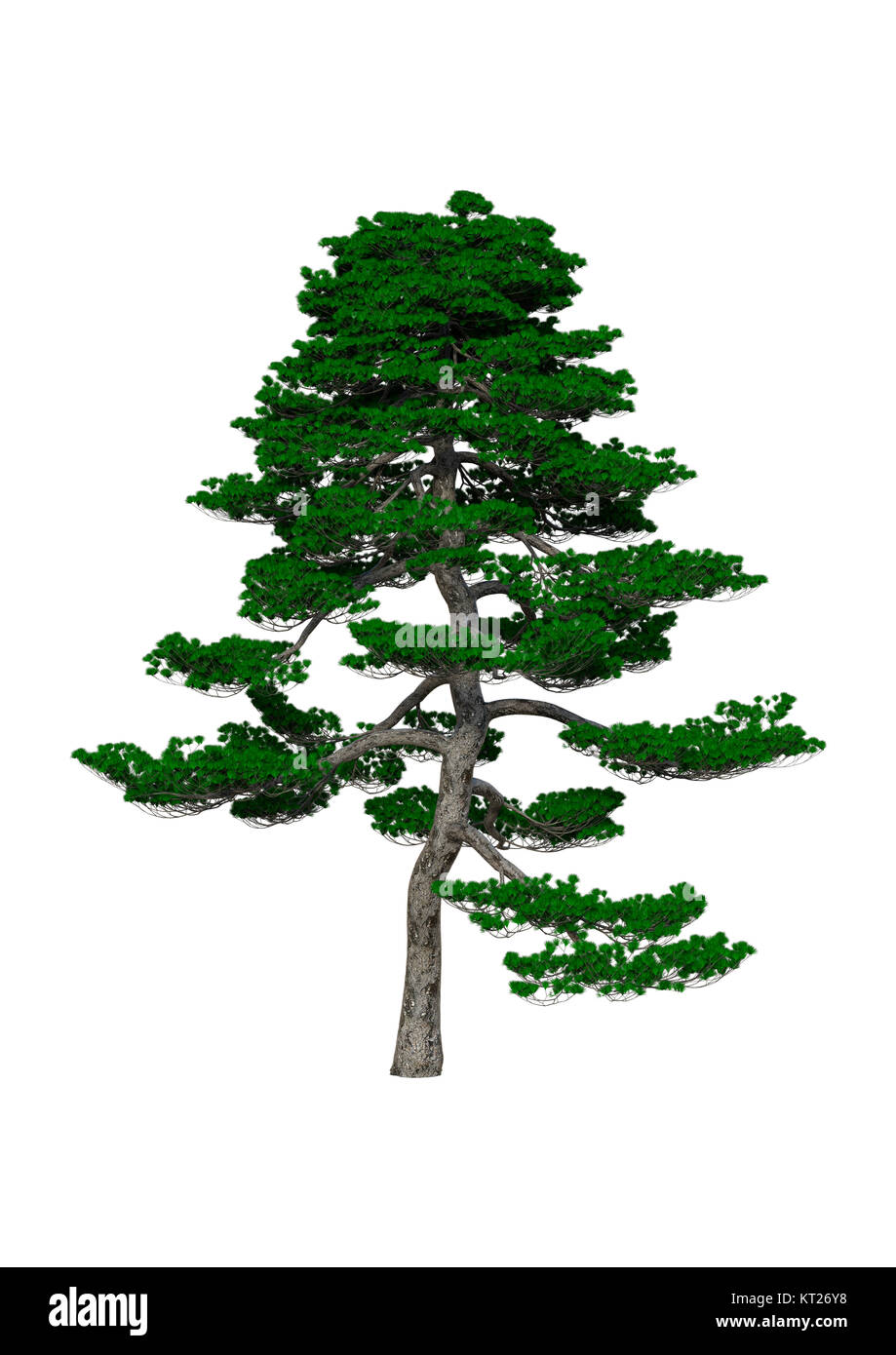 3D Rendering Japanese Pine Tree on White Stock Photo