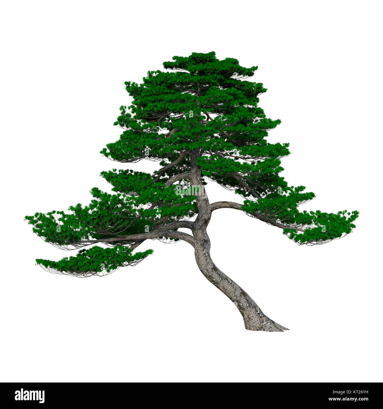 3D Rendering Japanese Pine Tree on White Stock Photo