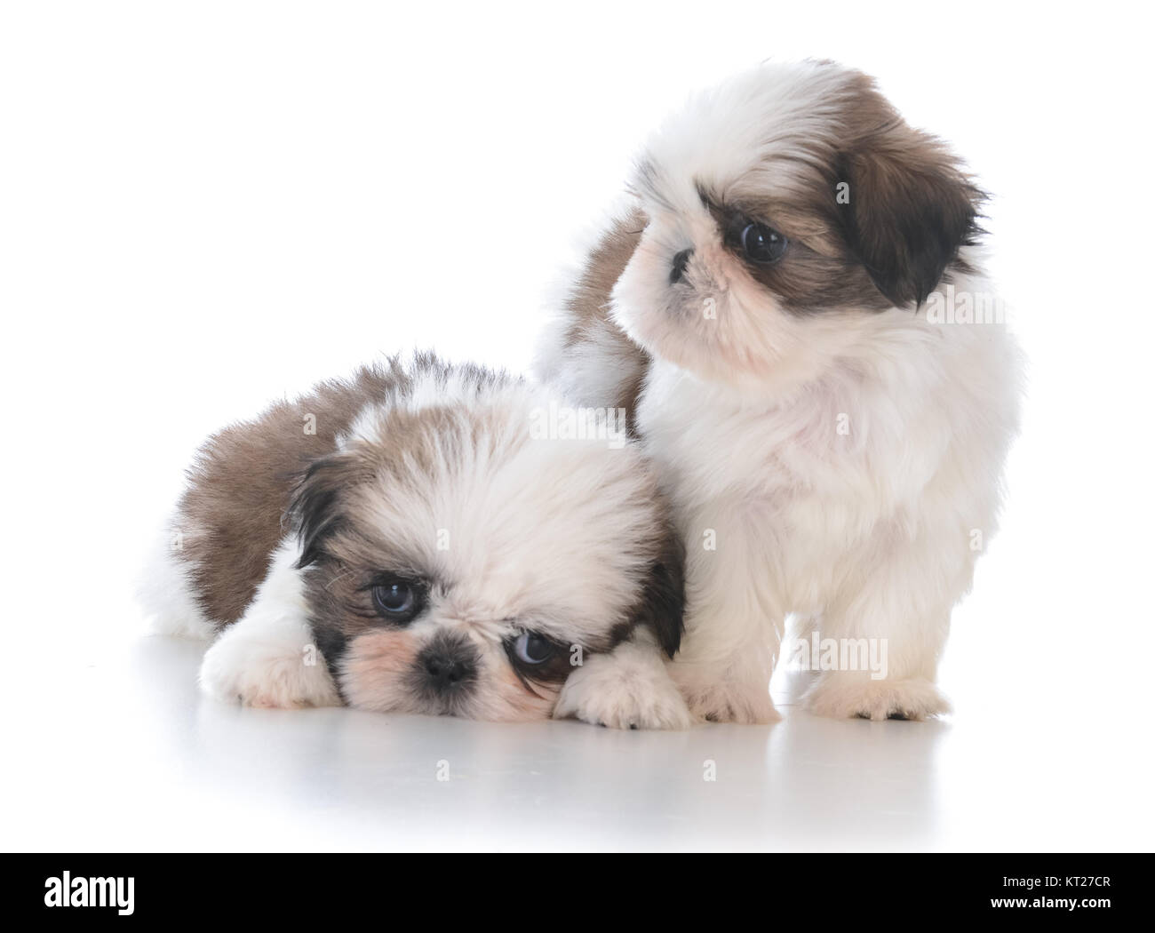 two adorable shih tzu puppy litter mates on white background Stock Photo -  Alamy