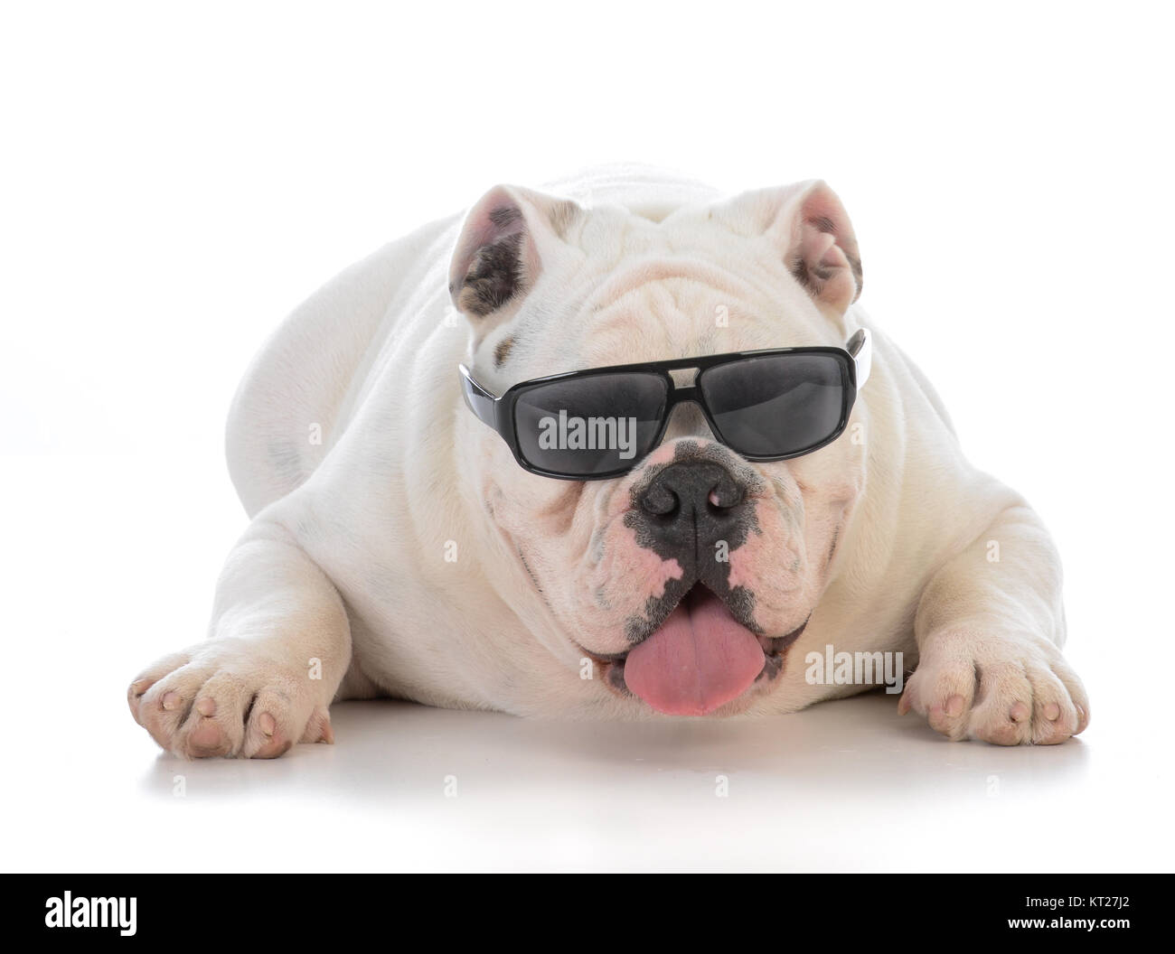 male bulldog wearing sunglasses on white background Stock Photo - Alamy