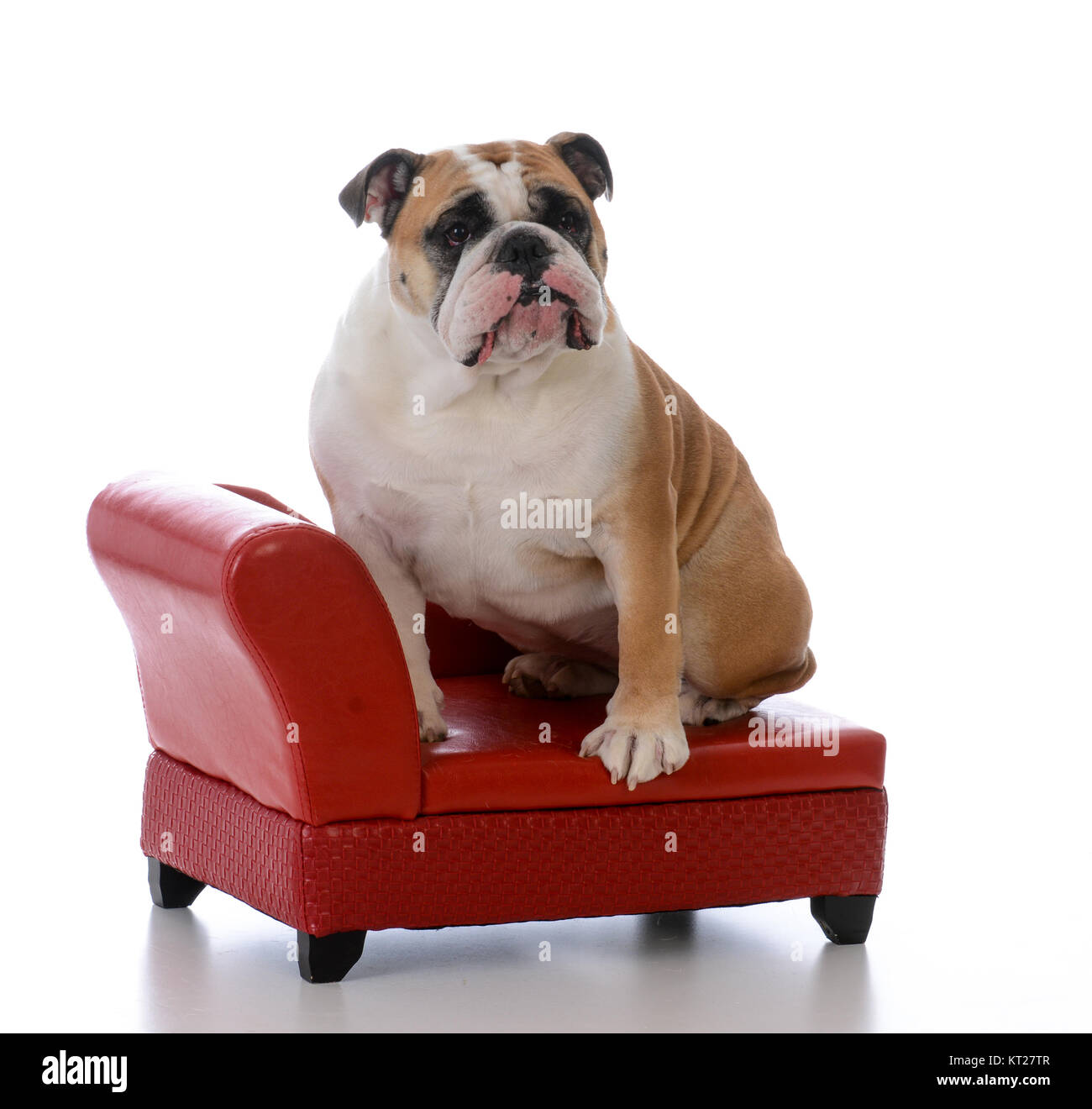 english bulldog couch