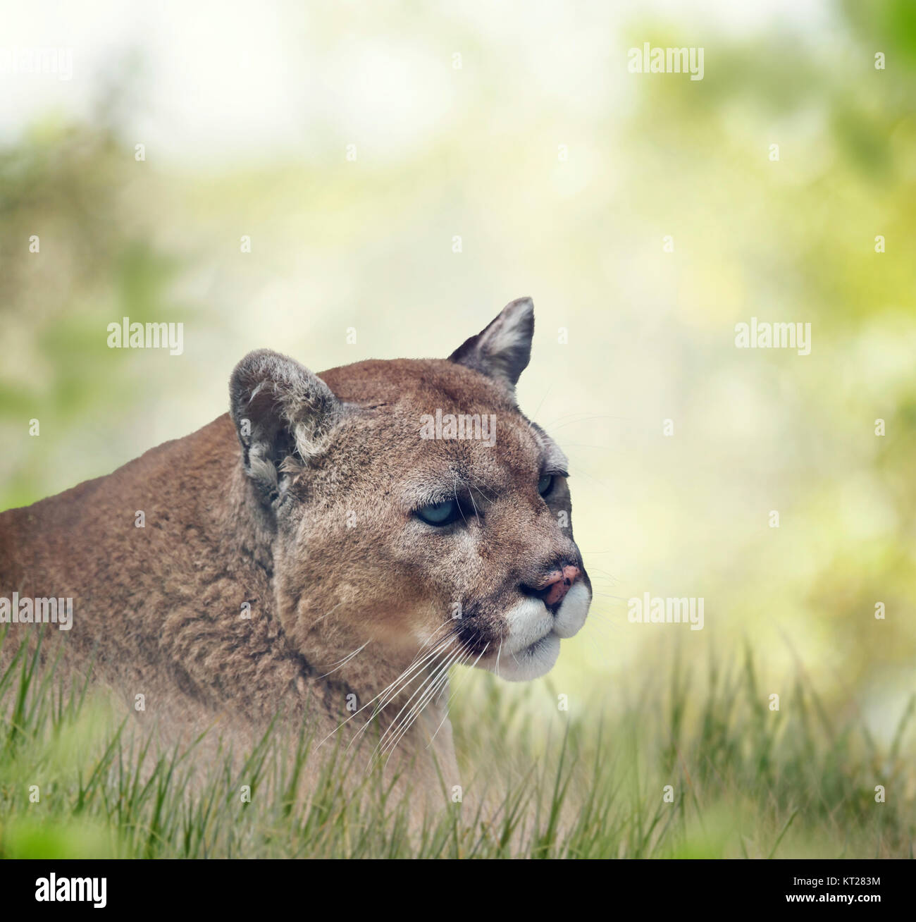 Florida panther or cougar, close up portrait Stock Photo Alamy
