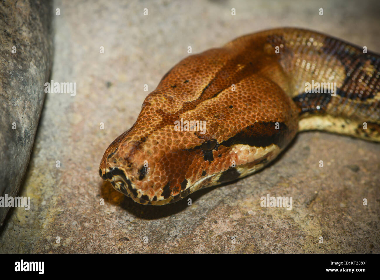 Booidea Booidea hi-res stock photography and images - Alamy
