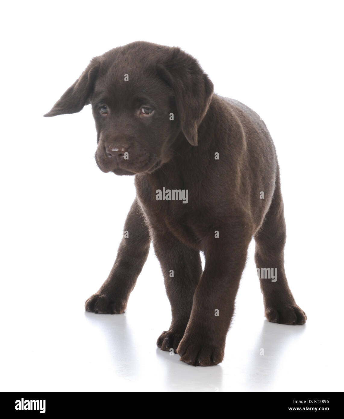 Chocolate Labrador Retriever Puppies Female