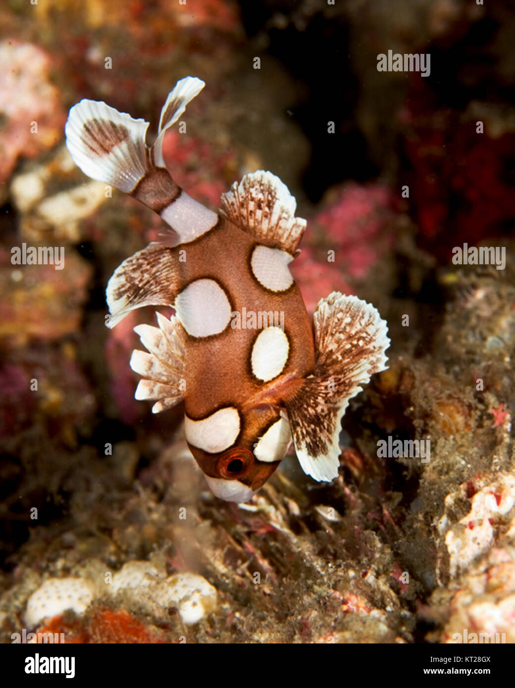 JUVINILE MANY-SPOTTED SWEETLIPS (PLECTORHINCHUS CHAETODONOIDES) SHOWING MIMICRY OF POISONOUS FLATWORMS Stock Photo