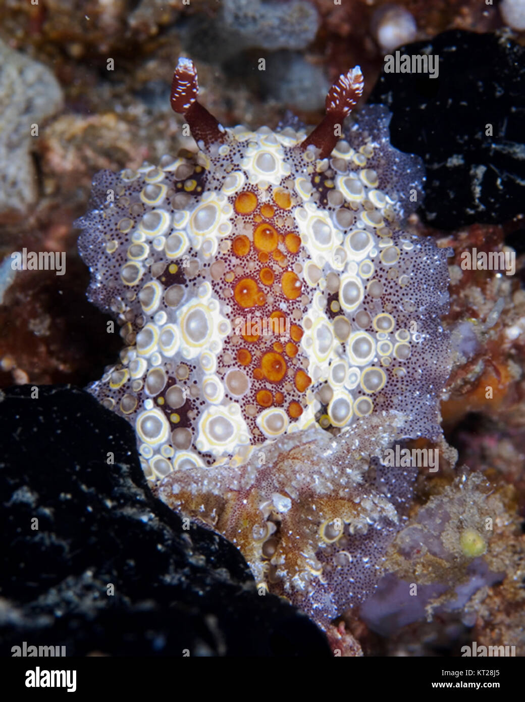 COLORFUL NUDIBRANCHS IN LEMBEH STRAITS, INDONESIA Stock Photo