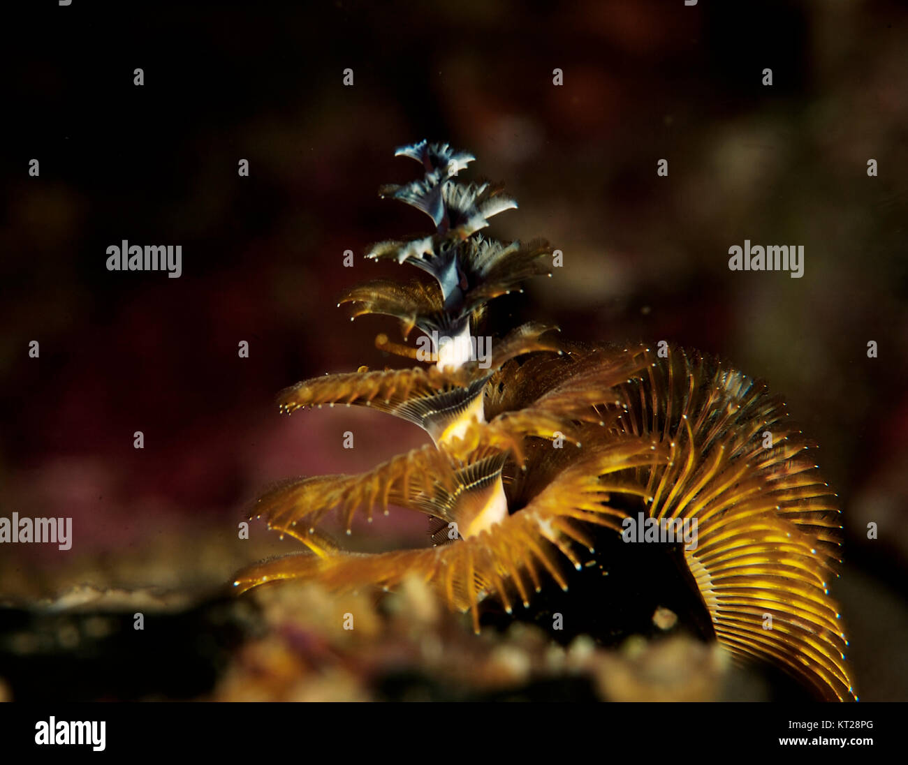 UNDERWATER SEA LIFE PATTERNS RESEMBLING A CHRISTMAS TREE Stock Photo