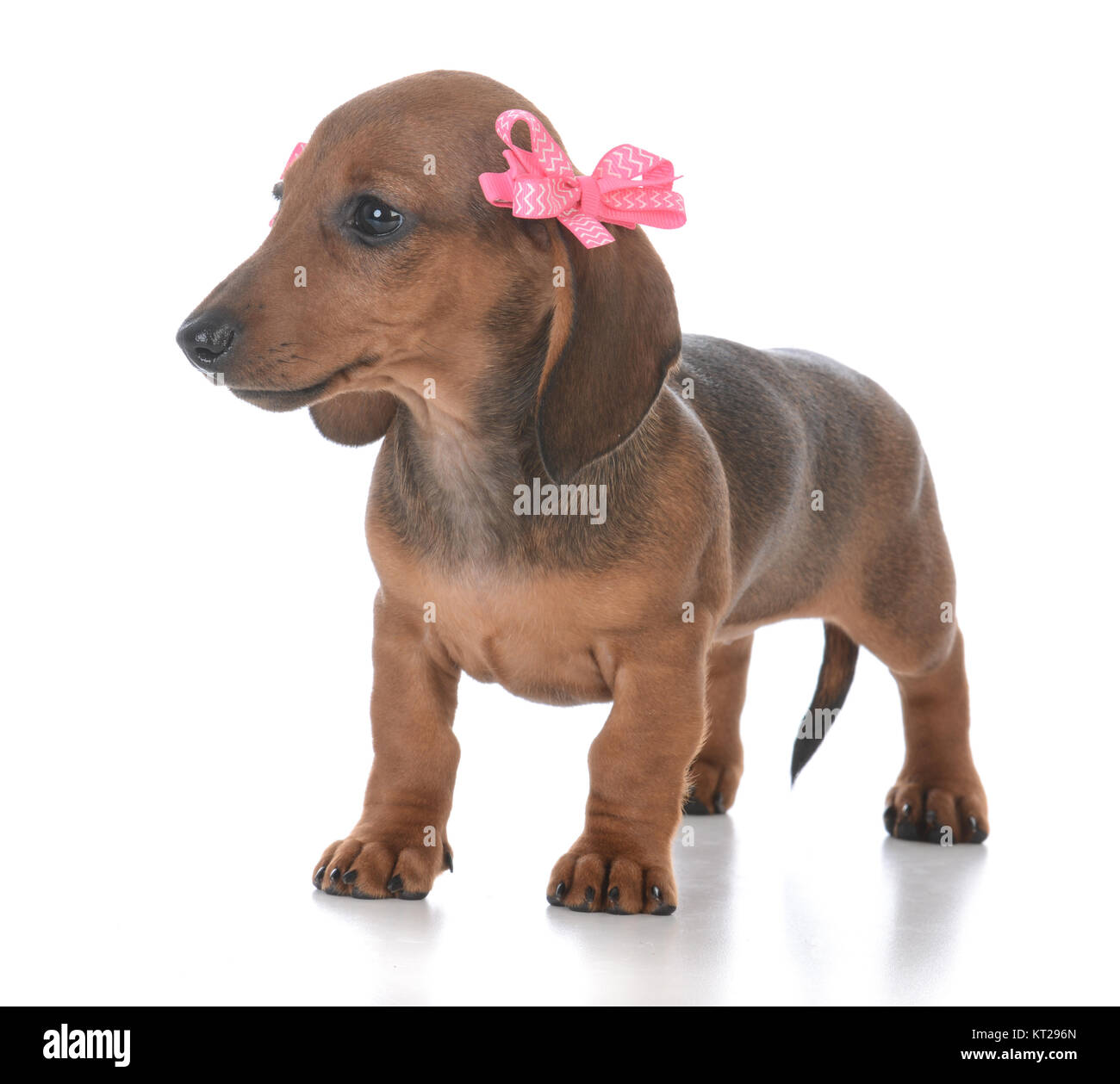 Female dachshund puppies sales