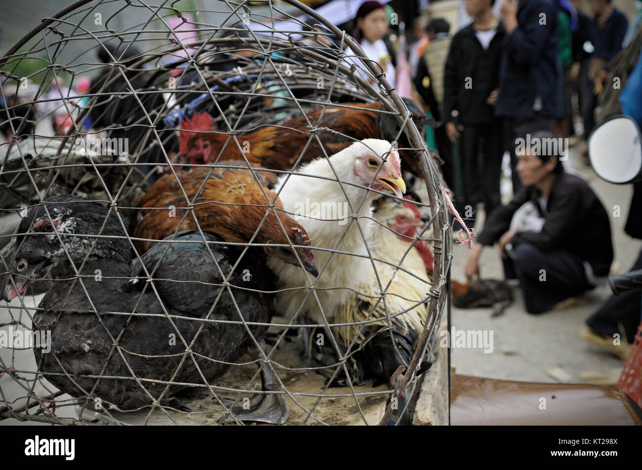 Chickens and one duck inside a cage in Meo Vac market, Ha Giang Province, north Vietnam Stock Photo