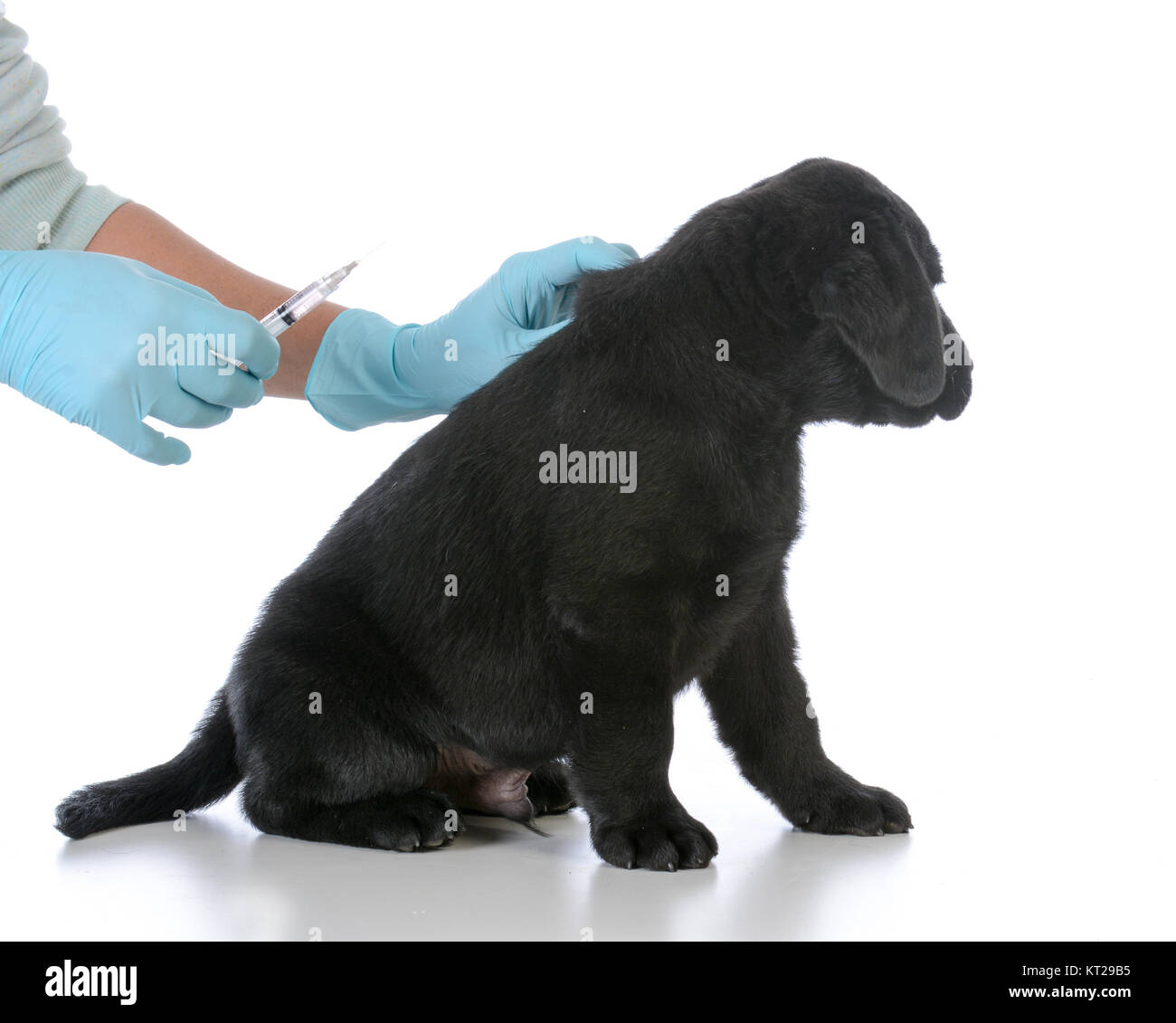 Labrador Getting Injected labrador retriever puppy getting vaccinated on white background Stock ...