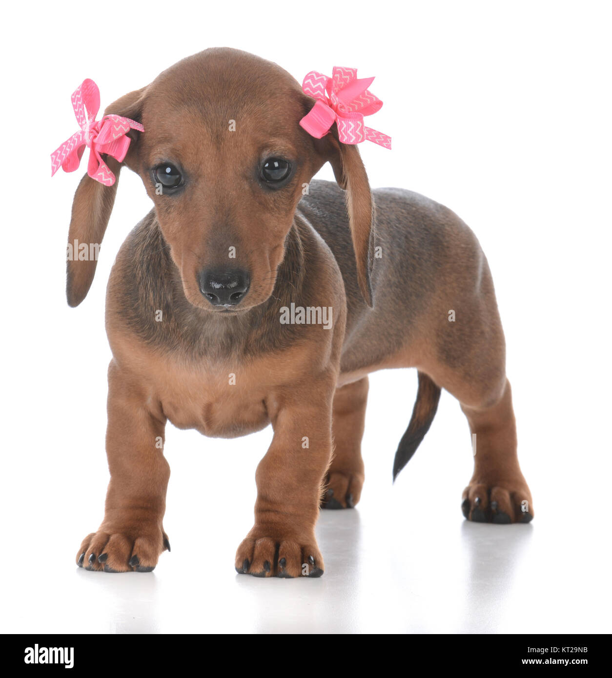 dog bows for ears