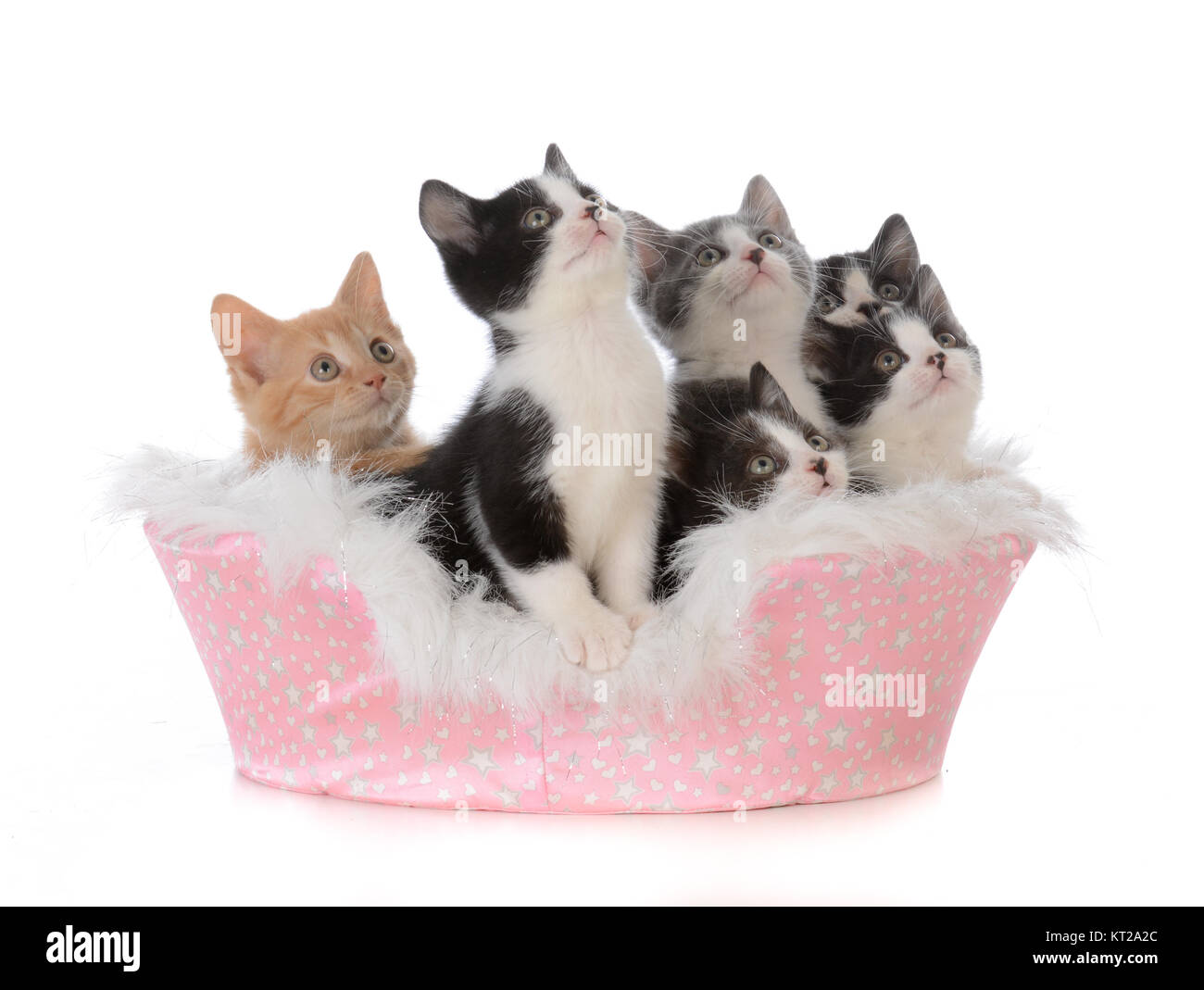 litter of five kittens in a pink bed on white background Stock Photo