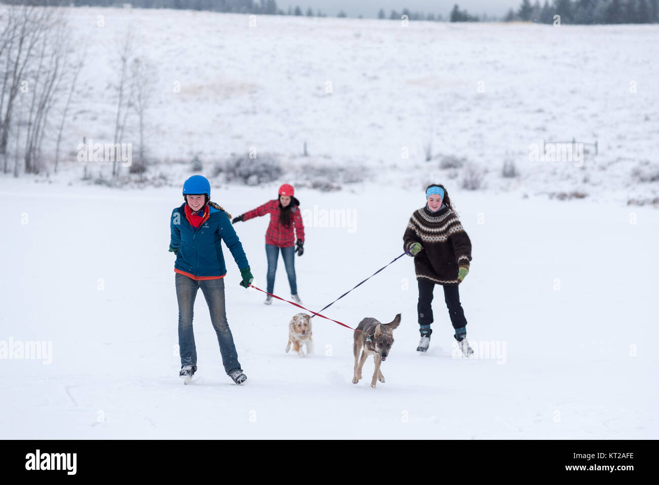 Young women on ice skates being pulled by dogs on Kinney Lake, Oregon. Stock Photo